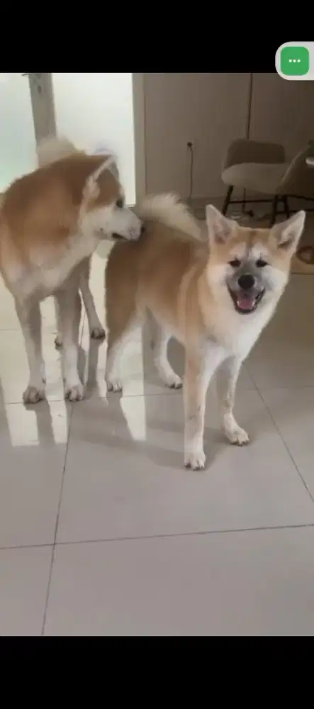 Akita inu sepasang Stambum