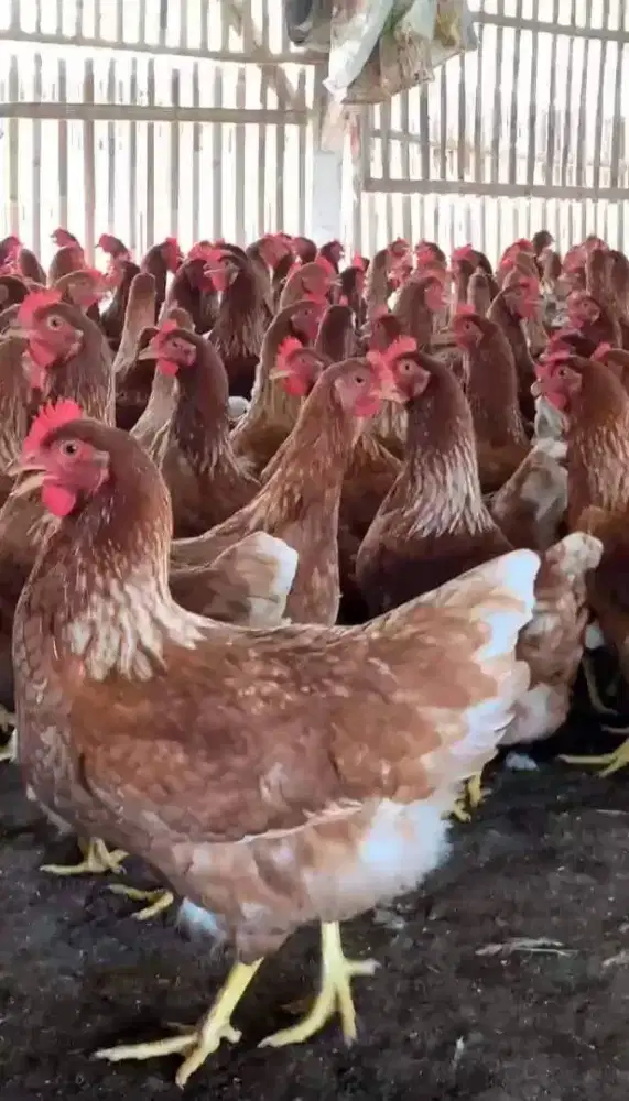 AYAM PETELUR USIA 23/25 MINGGU SIAP PRODUKSI