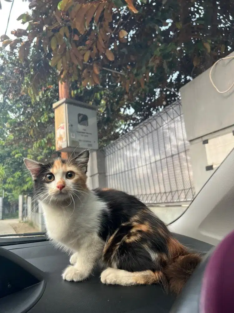 Kucing persia mix dom