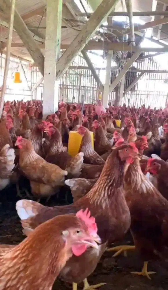 Ayam Petelur Ayam produksi Telur Usia 23/25 minggu
