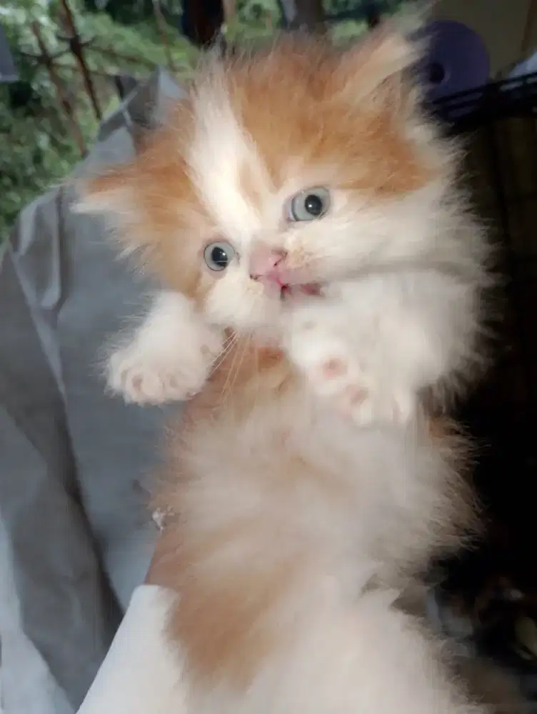 Adopsi kucing Persia kitten