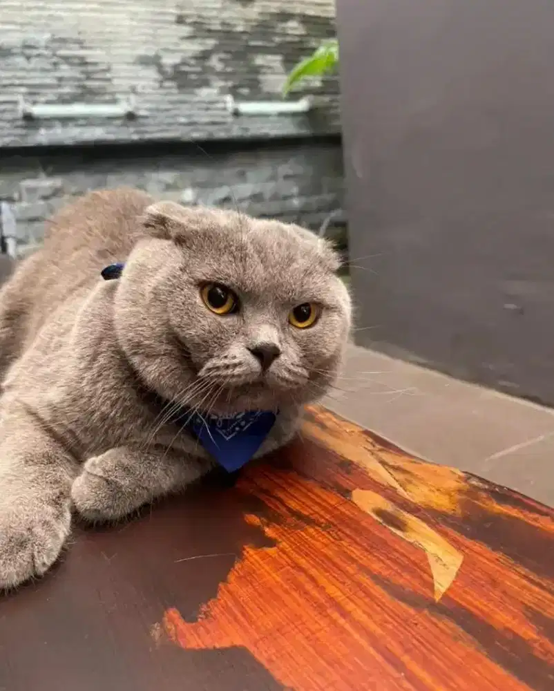 JASA PACAK BSH SCOTTISH FOLD LINE IMPORT RUSIA