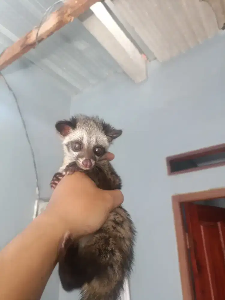Musang Baby betina