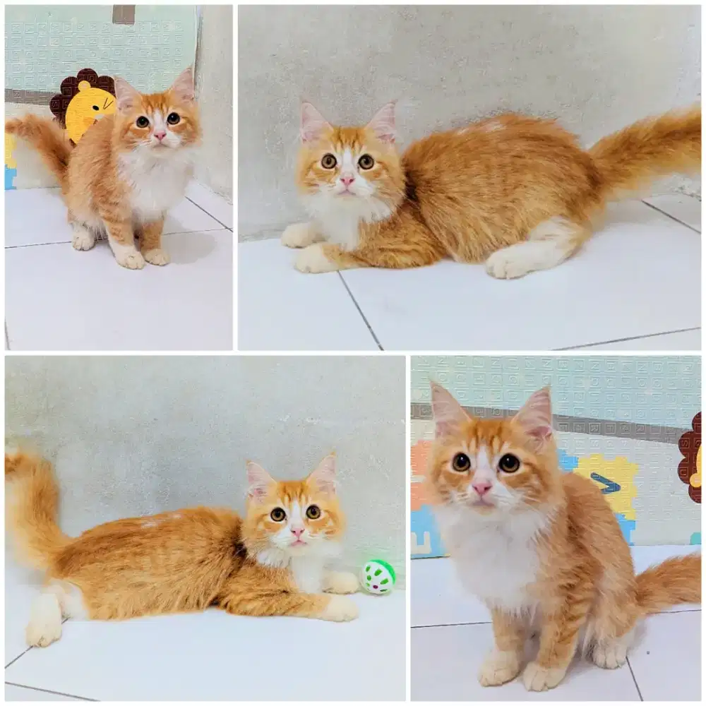 Kitten Persia Maine Coon