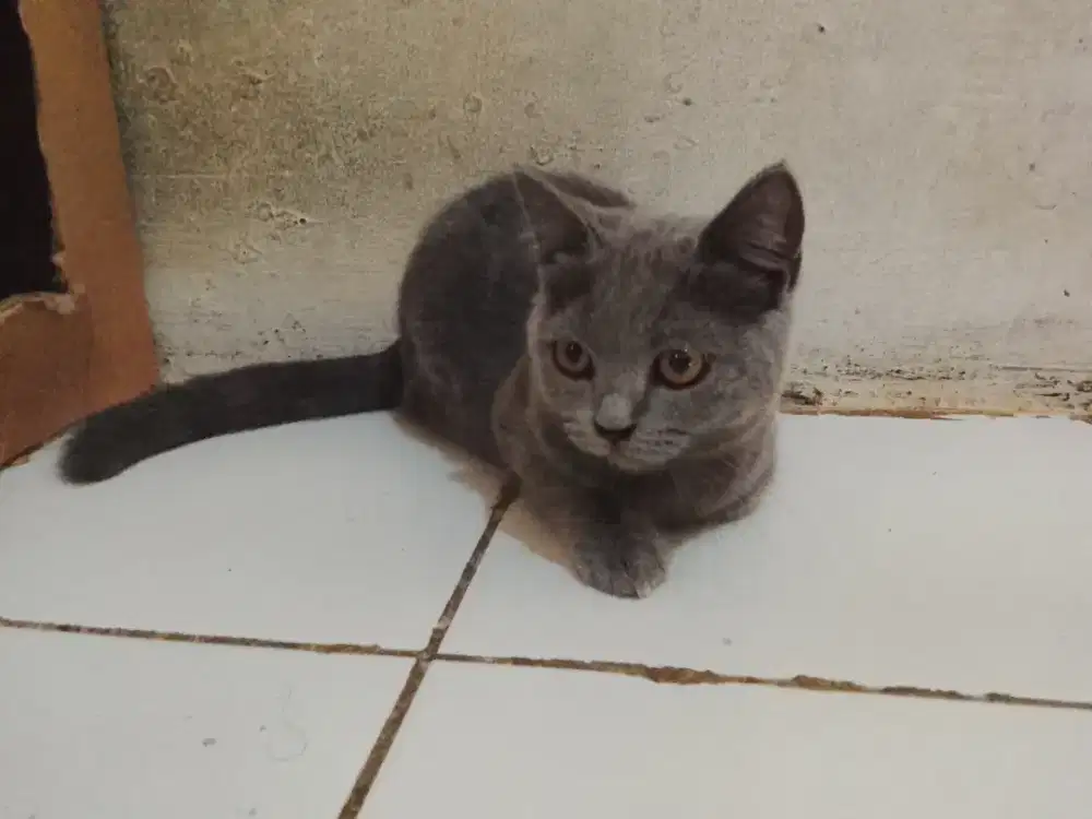 Bsh pure jantan usia 5bulan