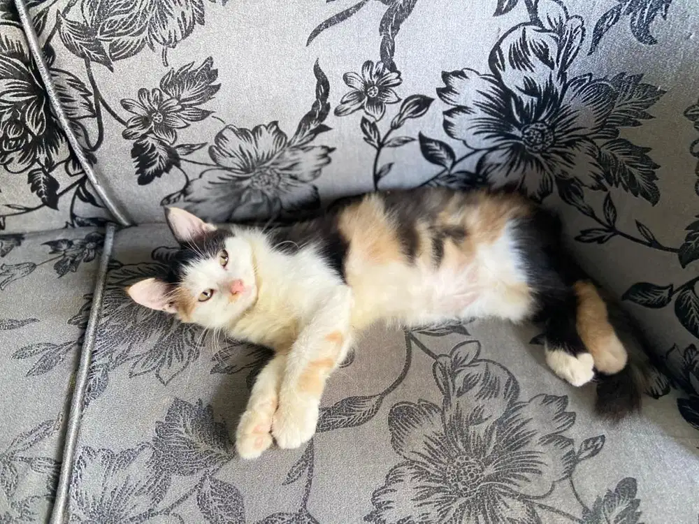 Kitten Persia betina