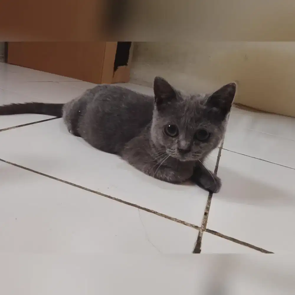 Bsh pure betina usia 5bulan