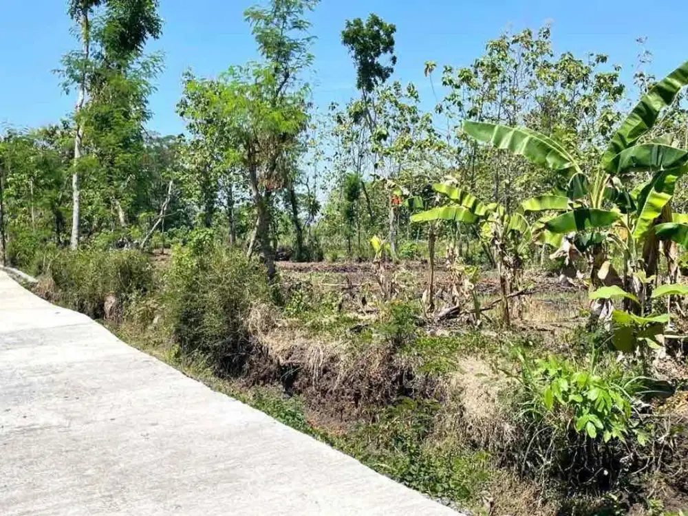 Tanah boyolali cocok untuk peternakan lokasi Sambi Boyolali