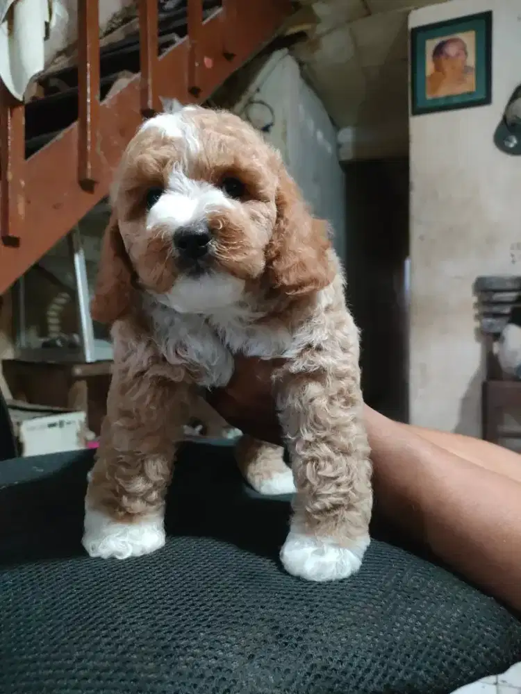 Anjing Poedle mix maltese