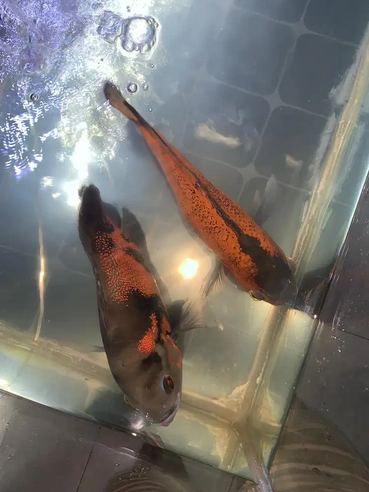 Ikan oscar batik dan tembaga (sepasang), satu set aquarium