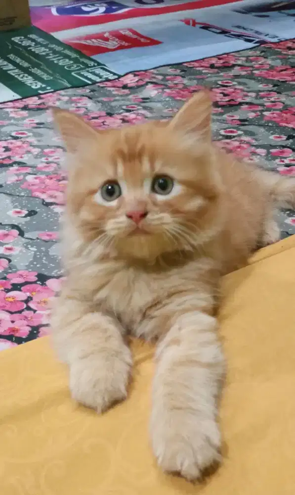 Kiteen persia  JANTAN