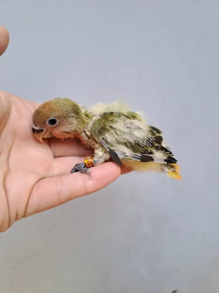 Lovebird Lolohan Nonklep Olive Opaline/Aqua/OF/Marbled