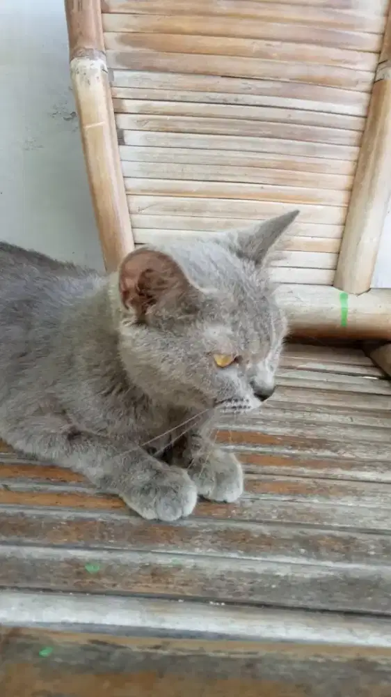 Kucing betina BSH nonped