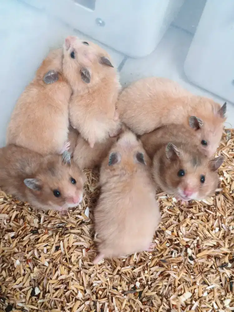 Hamster syrian jl. Binjai