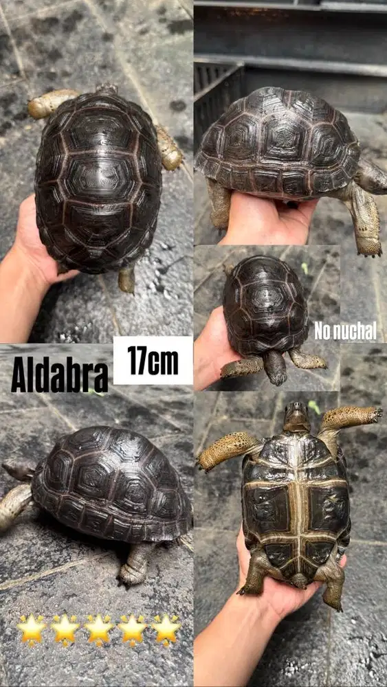 ALDABRA 17-18cm grade A+