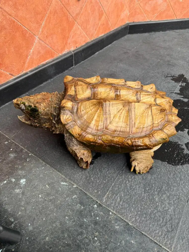 AST cerah golden 41-42cm