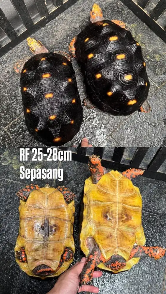 RF pair 25-28cm