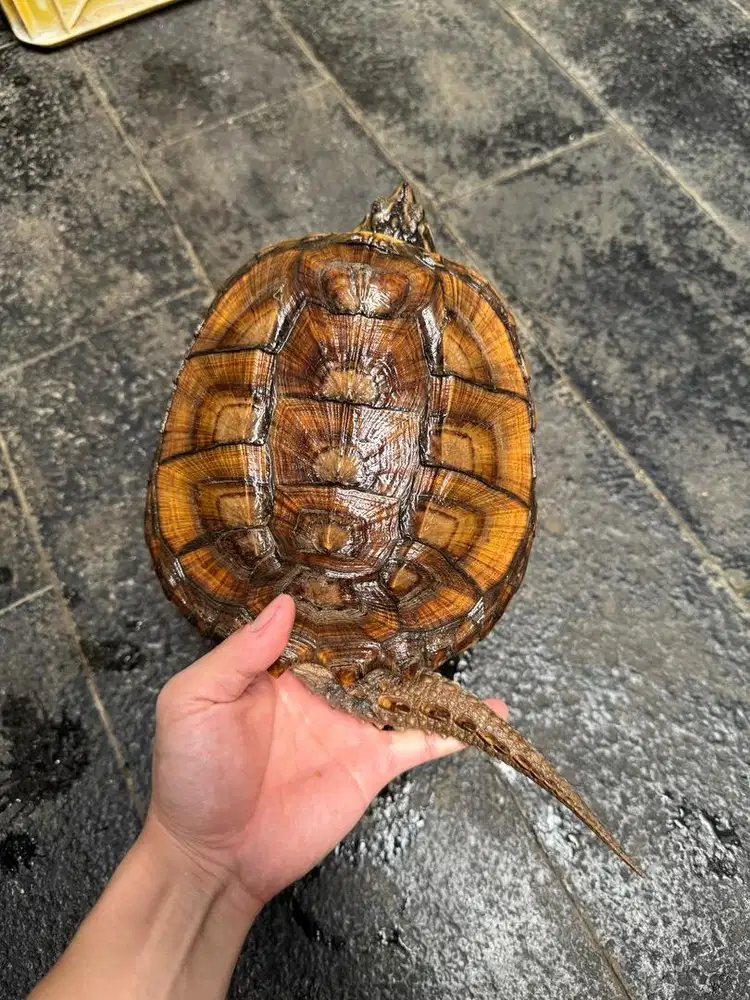 CST 20cm cerah merona