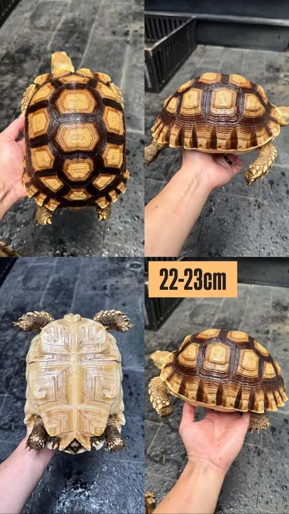 Sulcata 22-23cm joss cakep