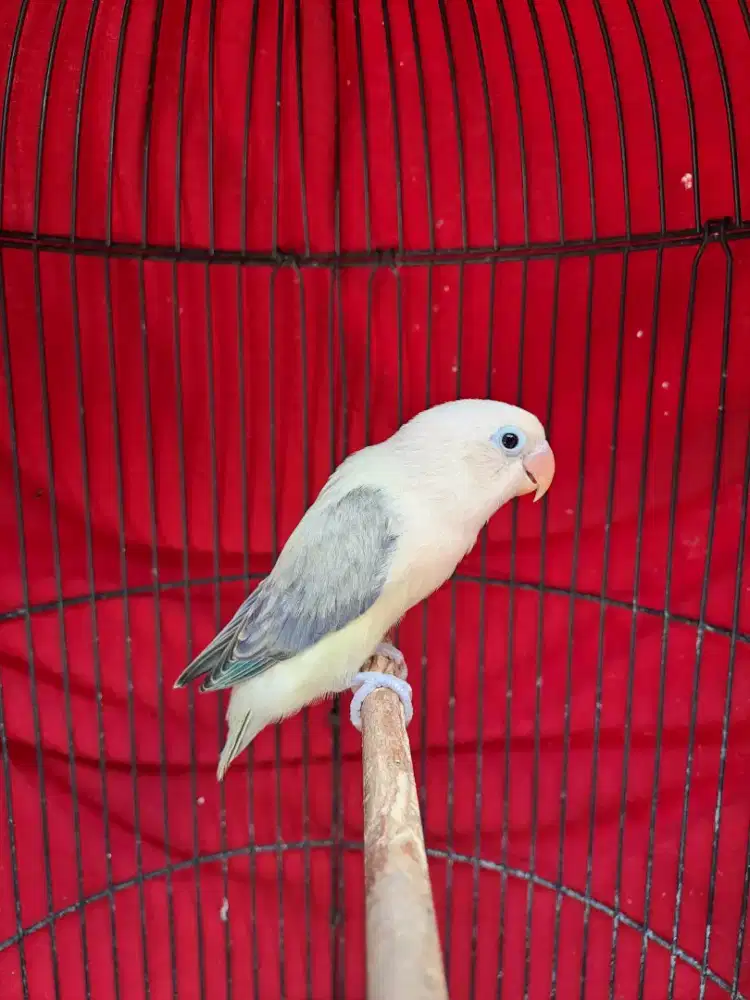 Lovebird Paud Biola AquaBlue2 Euwing Violet/Pale Fallow (PF)