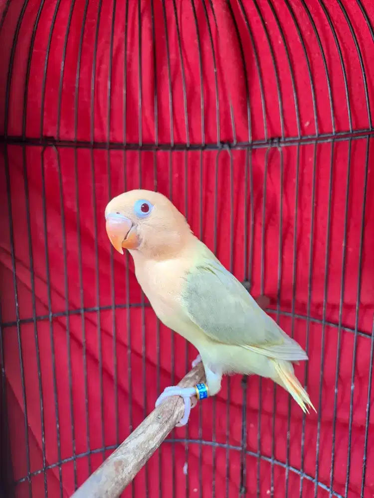 Lovebird Paud Biola AquaBlue1 Violet Pale Fallow (PF)