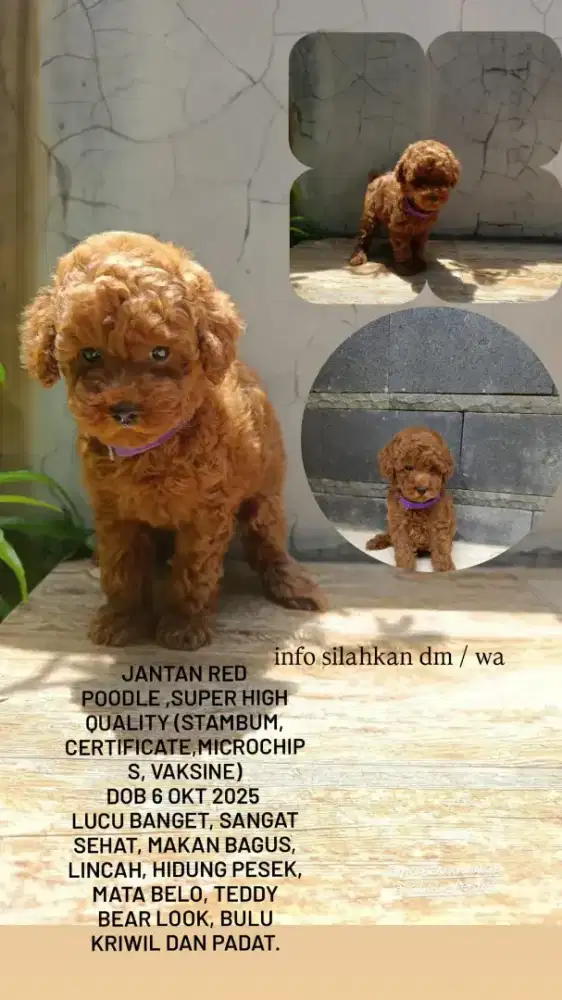 naakan red poodle jantan
