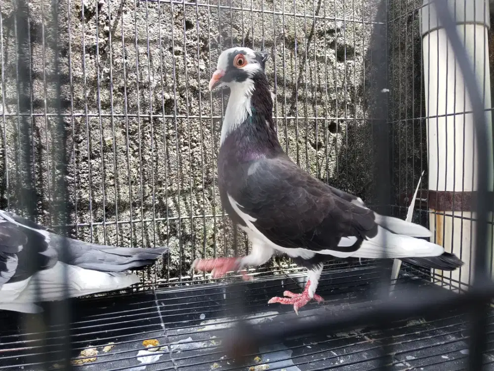 Sepasang Merpati Blangtong Jambul