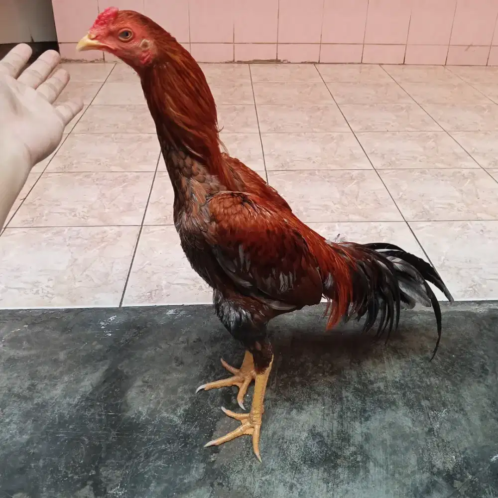 Ayam bangkok pakhoy bahan