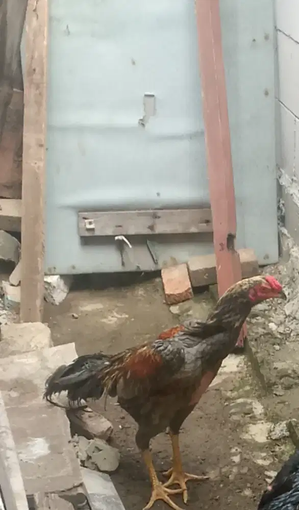 Ayam bangkok kelabu trah juara
