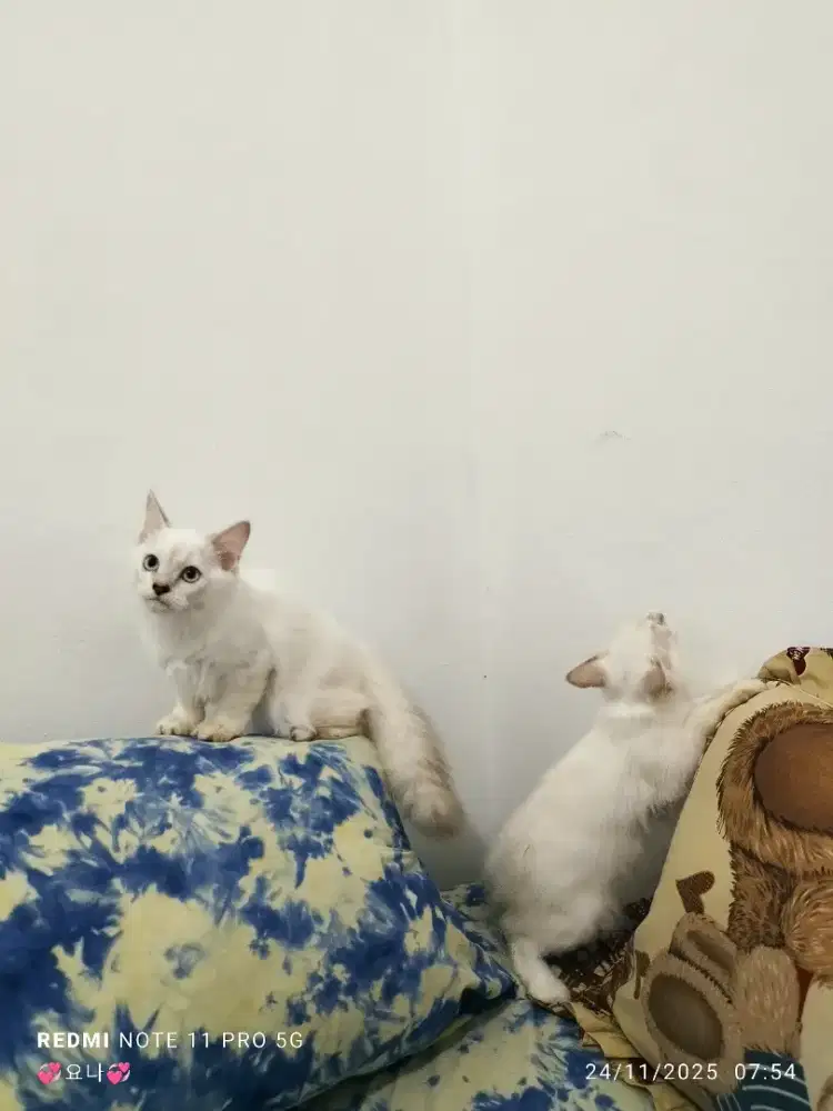 Kucing Persia Kitten 2 Ekor