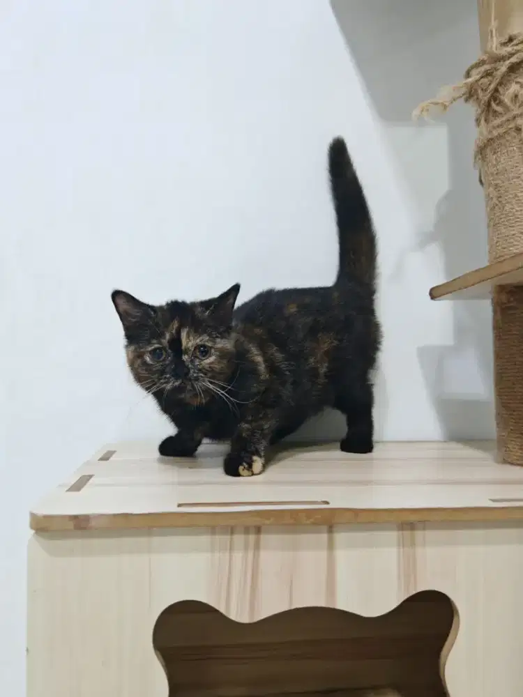 British Short Hair Black Tortie Ped, Lepas Nonped