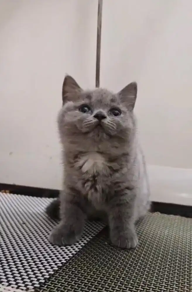 British Short Hair Bicolor