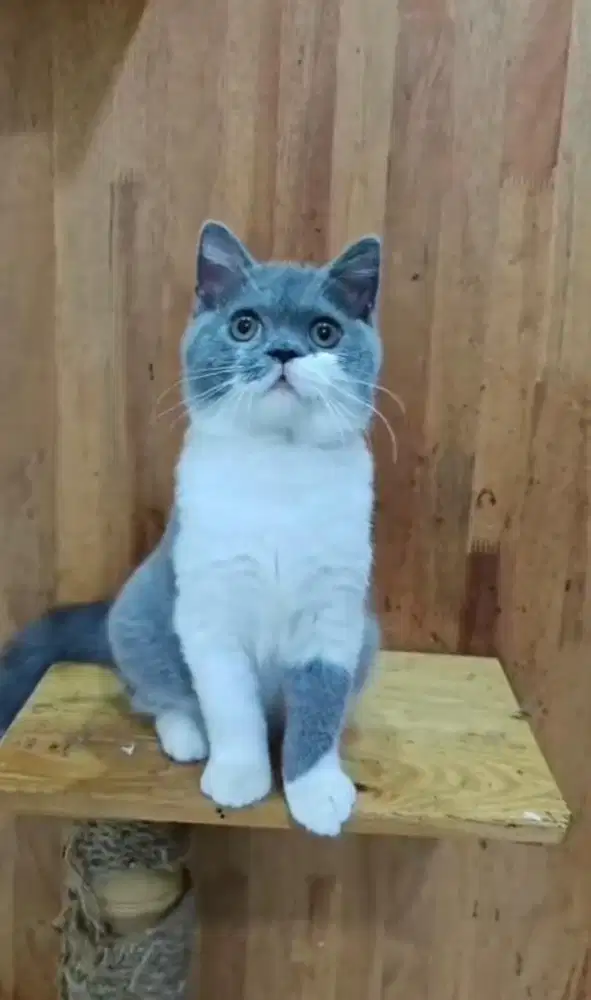 British Short Hair Bicolor