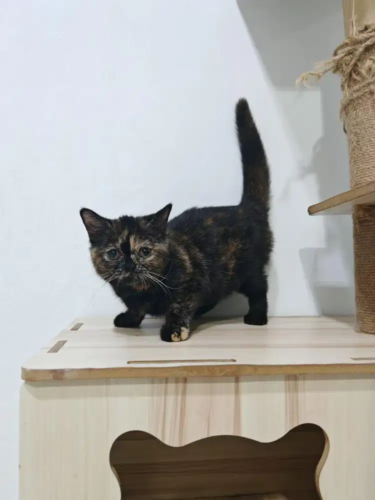 British Short Hair Black Tortie Ped,Lepas Nonped