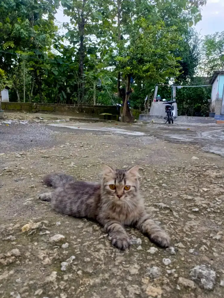 Persia jantan bigbone