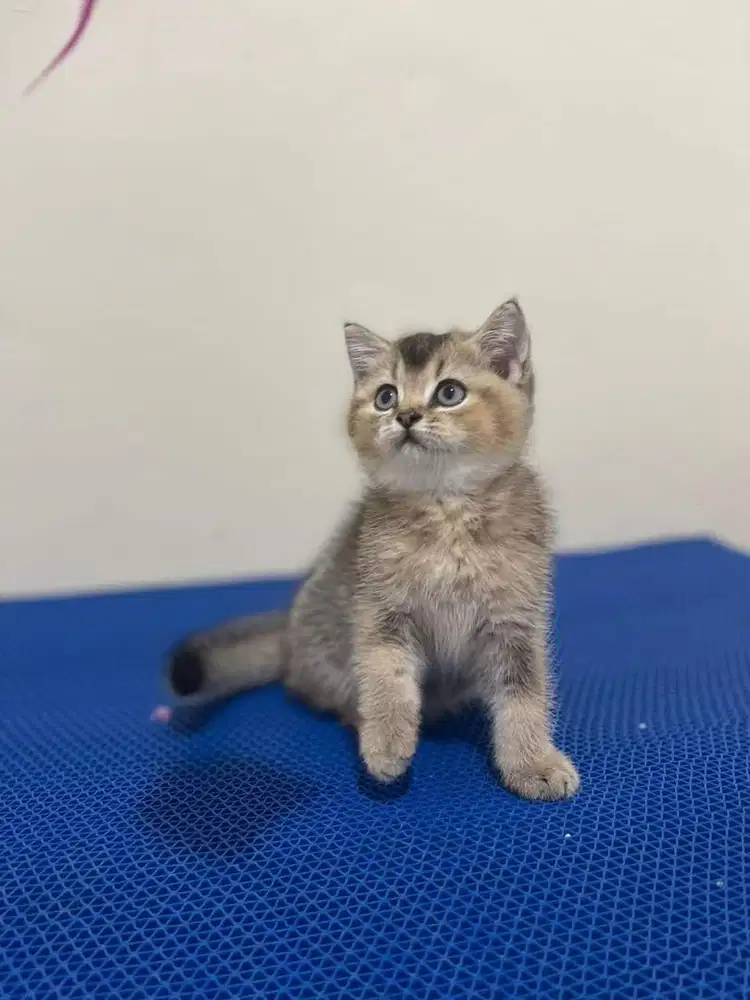 British Short Hair Golden