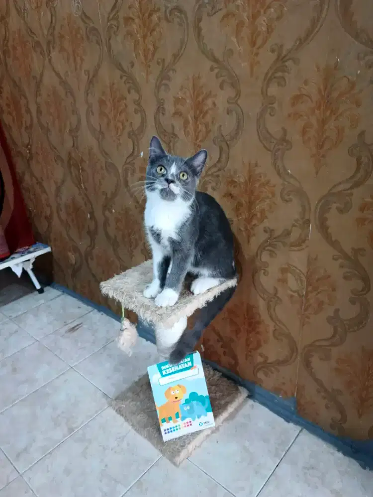 BSH mix bicolor jantan 4 bulan