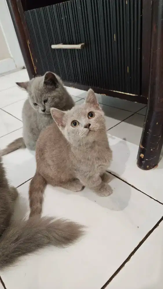 British Shorthair ( BSH ) Munchkin Lilac Female