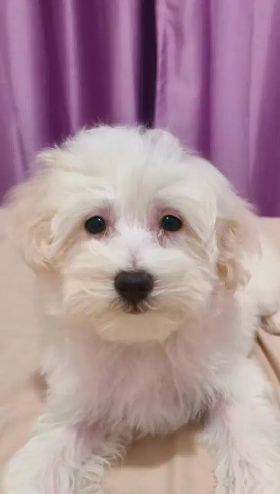 Maltipoo white solid