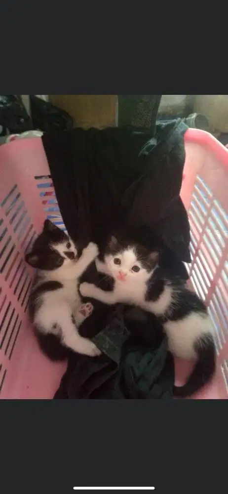 Kitten mixdome sepasang