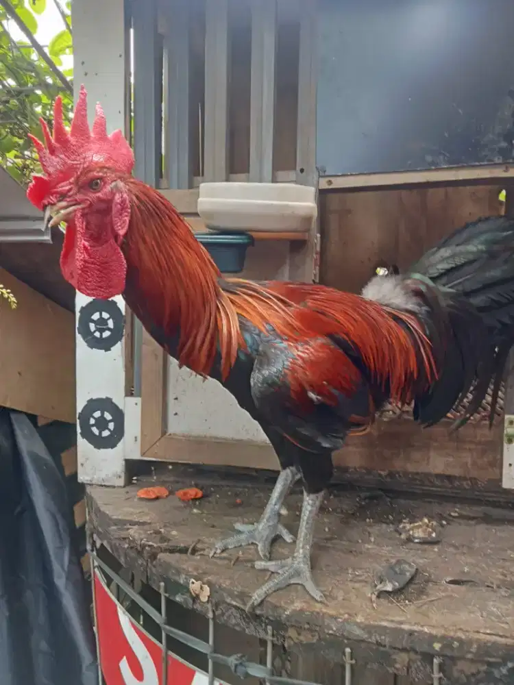 Ayam Pelung Merah Hitam