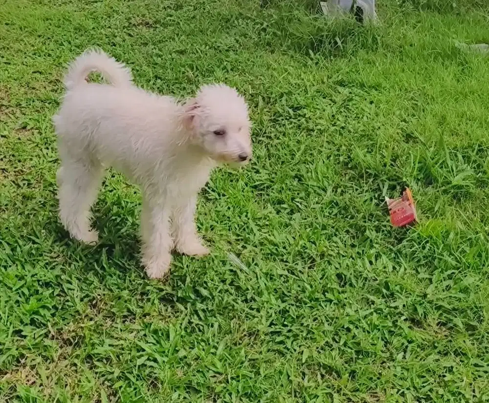 Maltipoo jantan white solud