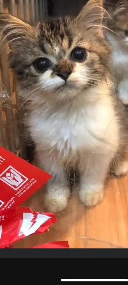 Kitten persmed jantan