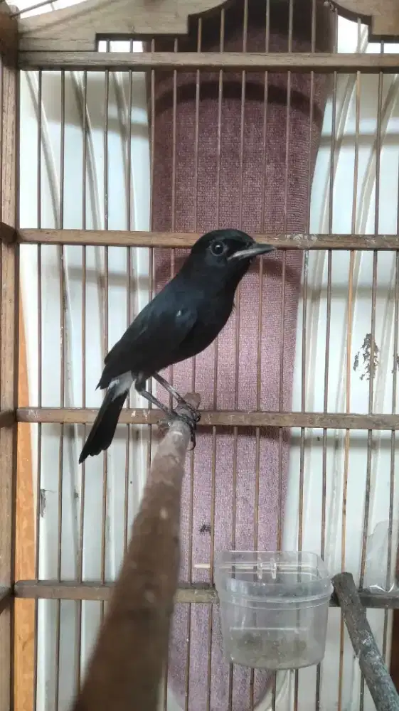 Decu wulung sepasang