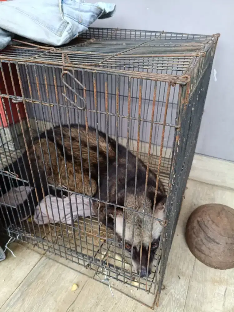 Dijual musang pandan wangi jinak
