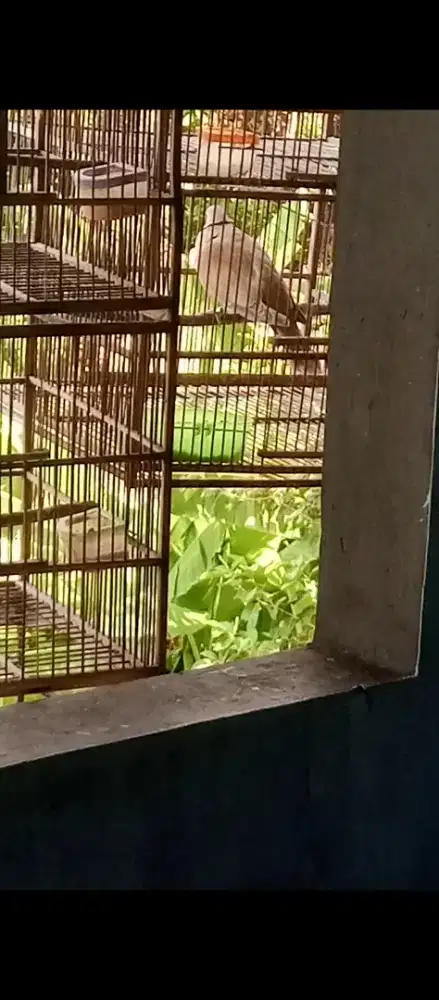 Burung Puter Pelung Gacor