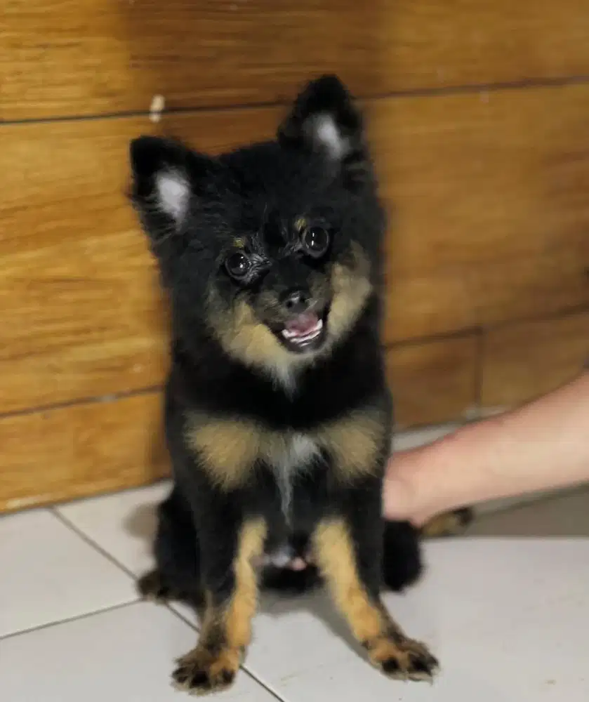 Minipom jantan 1 tahun