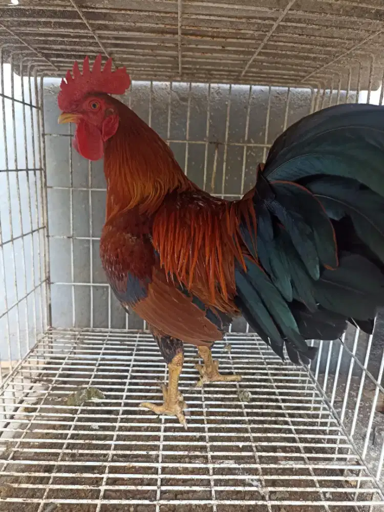 Ayam lambe siap tarung