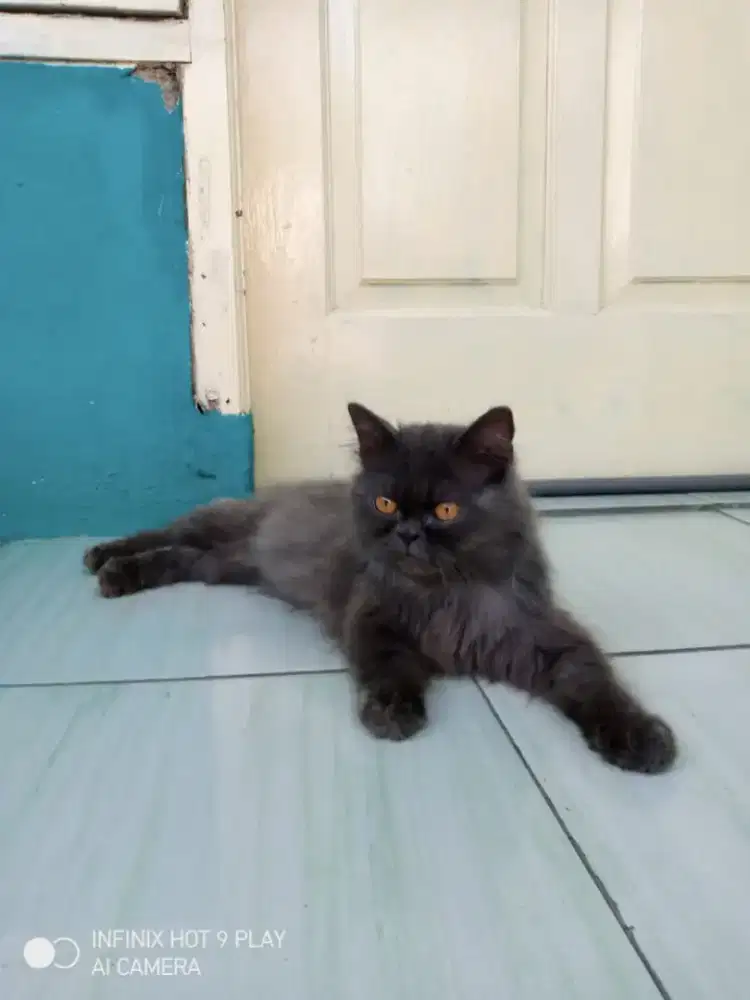 LEPAS ADOPSI KITTEN PERSIA