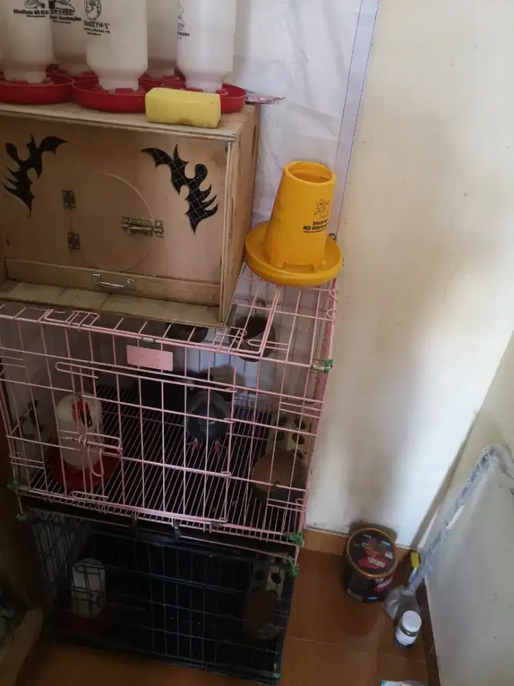 Gupon buat burung dara